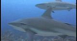 Dive the Deep Blue: Tiburon